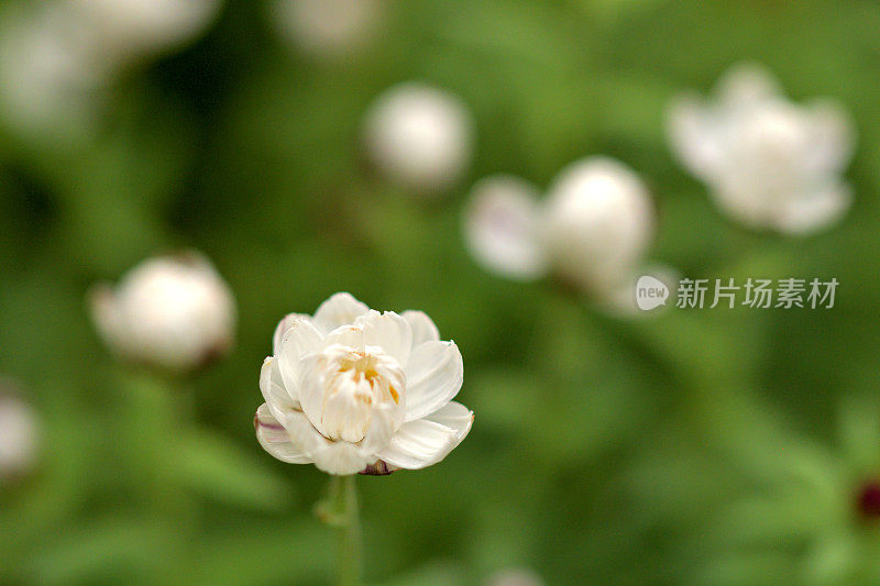 罗丹花花药/洋甘菊阳光/纸雏菊